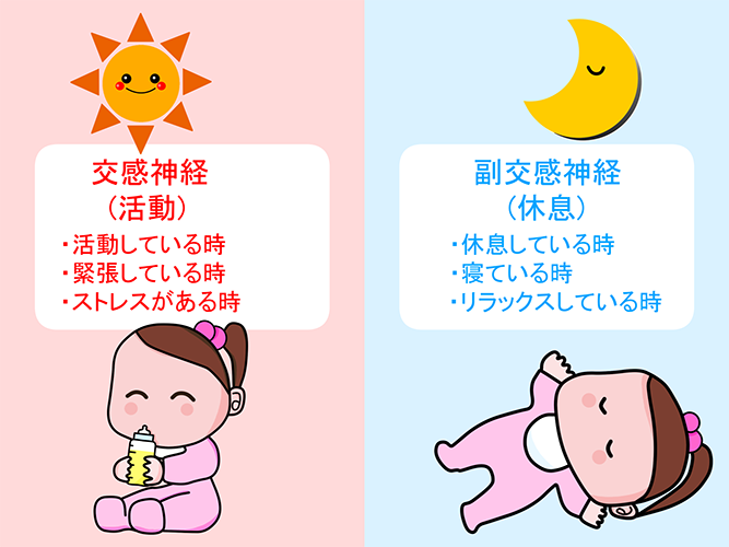 自律神経の働き